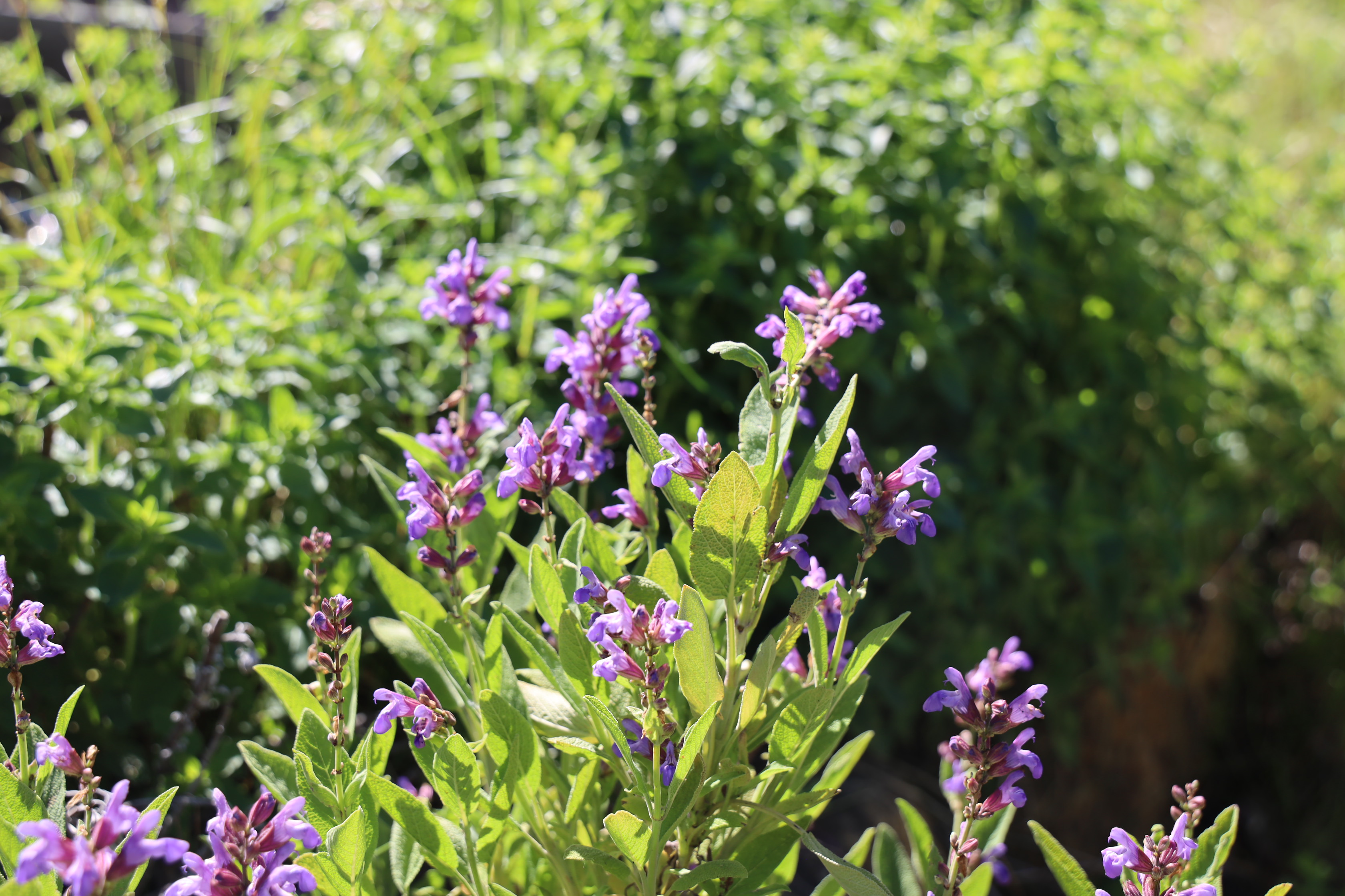 Gartenlandschaft – TOG Juni 2026