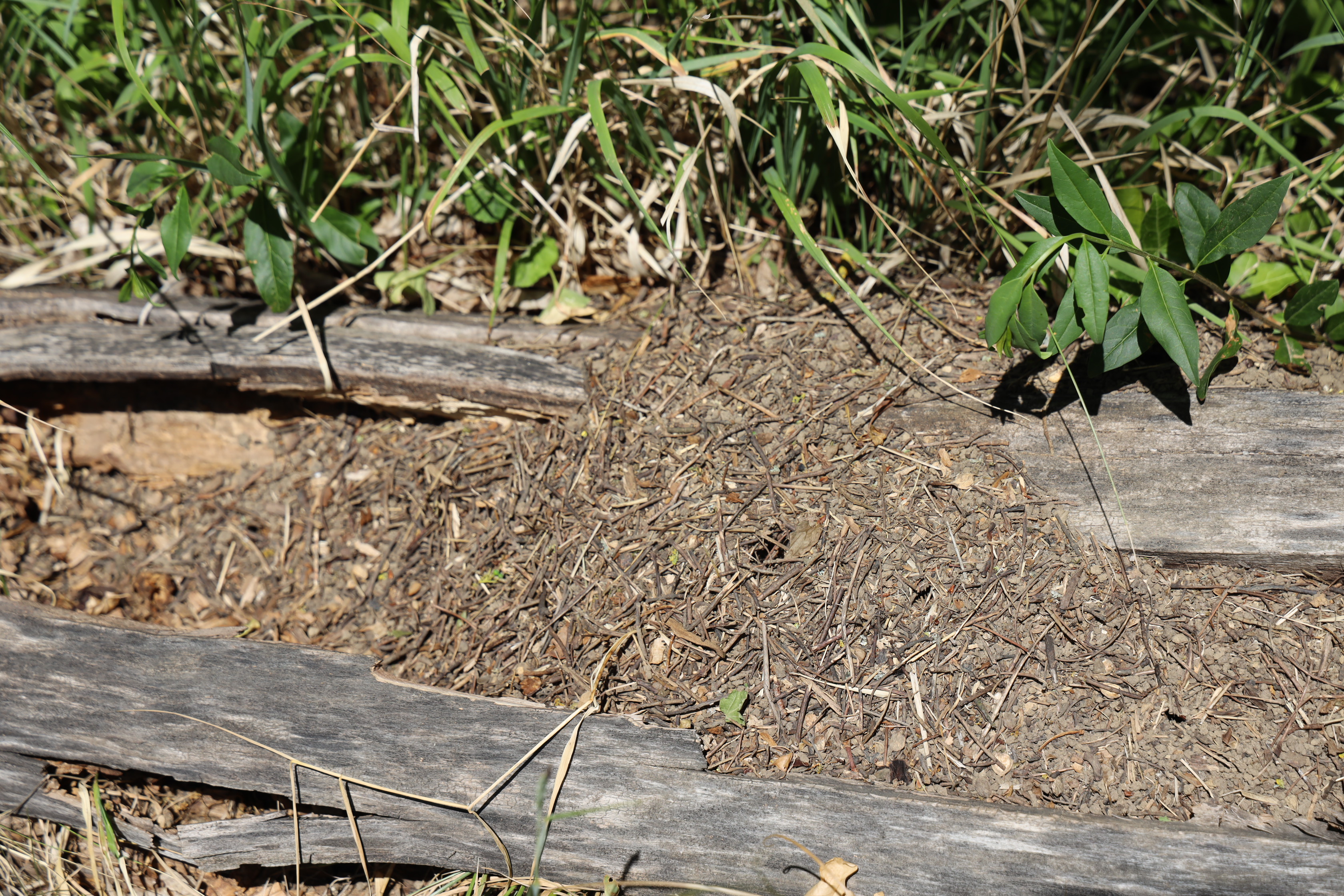 Gartenlandschaft – TOG Juni 2026