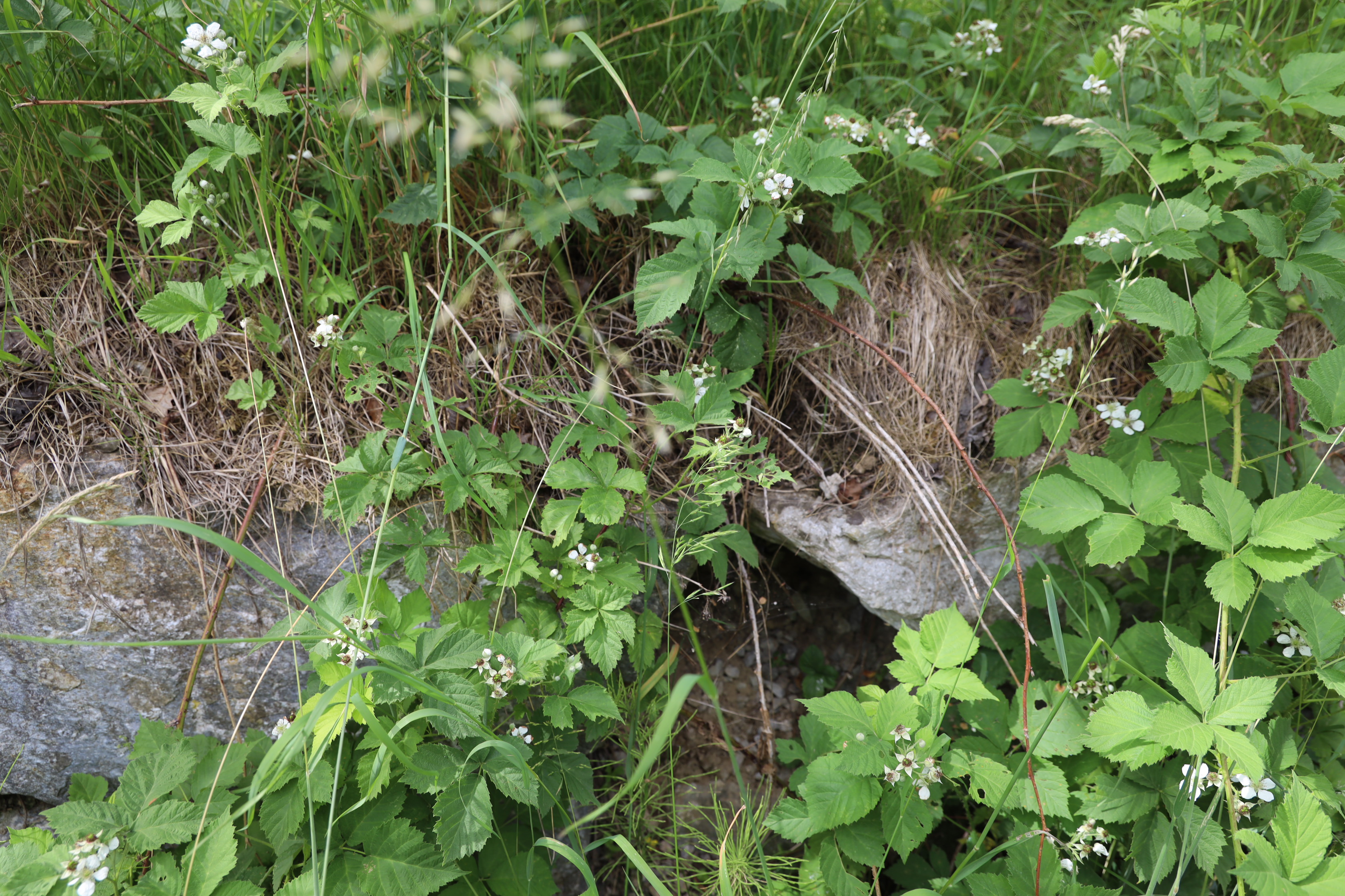 Gartenlandschaft – TOG Juni 2026