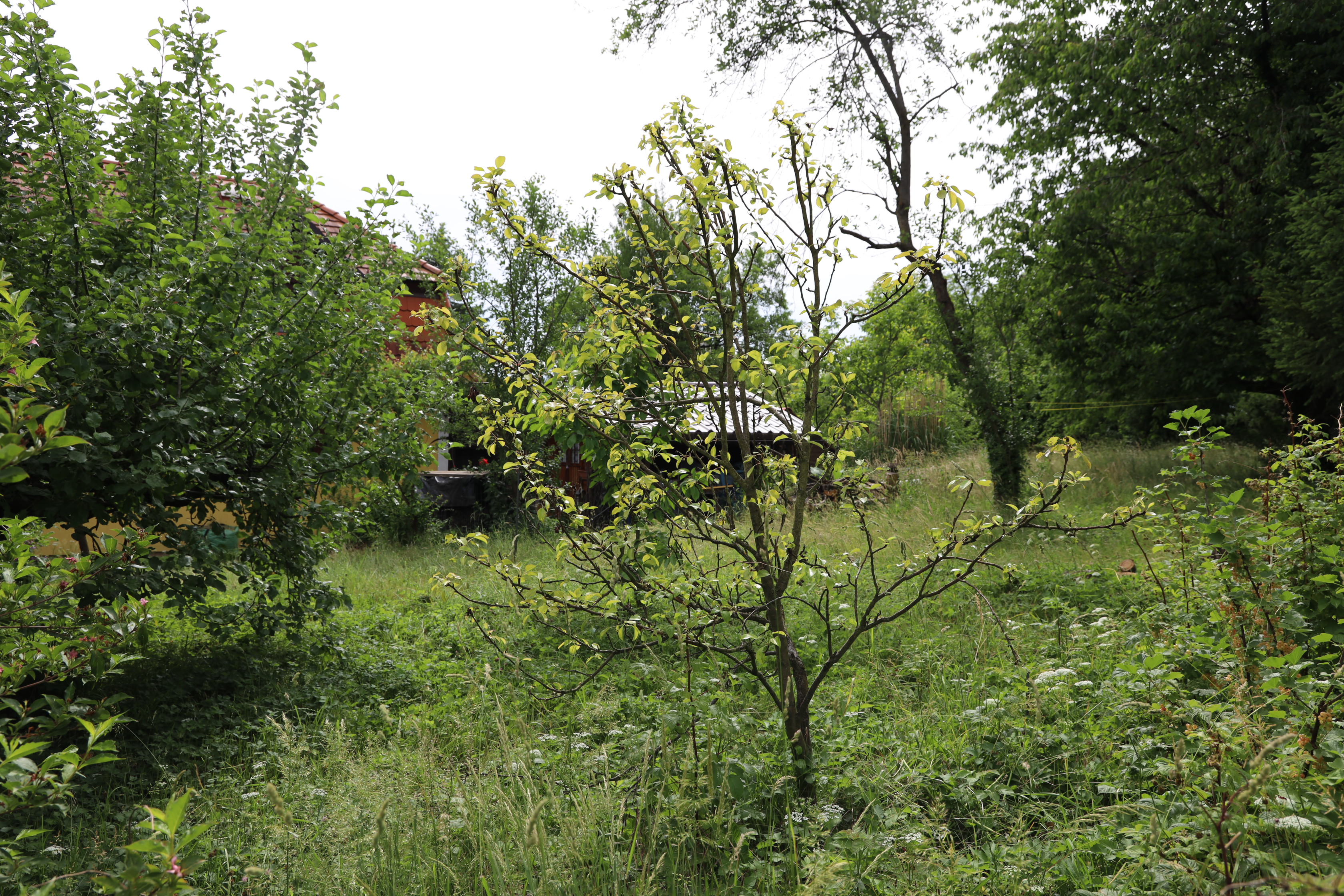 Gartenlandschaft – TOG Juni 2026
